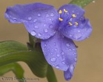Spiderwort
Stone Mountain Park