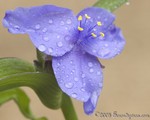 Spiderwort
Stone Mountain Park
