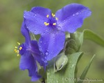 Spiderwort
Tradescantia ohiensis
Stone Mountain Park