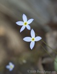 Bluets
Houstonia caerulea
Stone Mountain Park