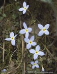 Bluets
Houstonia caerulea
Stone Mountain Park