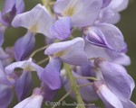 Wisteria
Stone Mountain Park