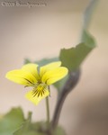 Yellow Violet
Viola spp
Stone Mountain Park