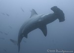 Highlight for Album: Galapagos Sept 2005