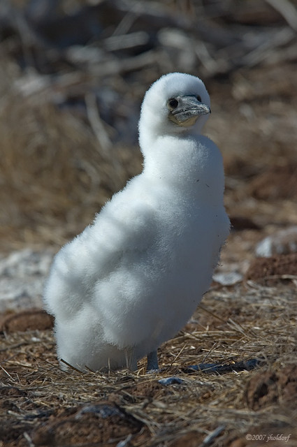 Blue Footed Booby, juvenile