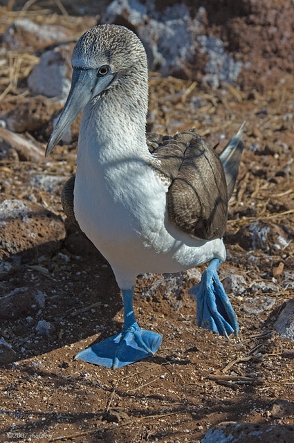 Blue Footed Booby