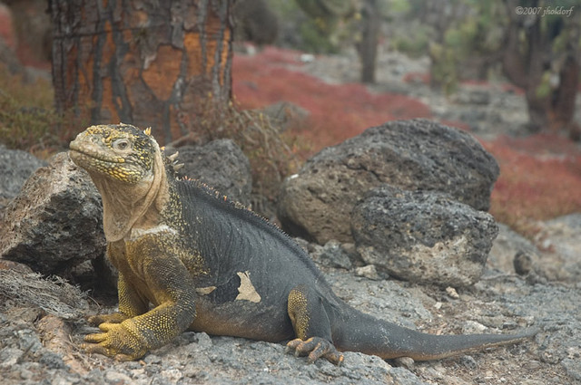Land Iguana