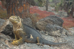 Land Iguana