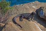 Marine Iguana