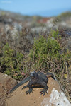 Marine Iguana