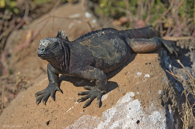 Marine Iguana