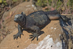 Marine Iguana