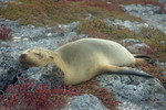Sea Lion