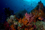 Highlight for Album: Indonesia 2010
