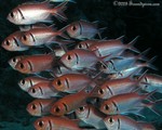 Black Bar Soldierfish
Myripristis jacobus