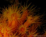 Highlight for Album: Saba Dec 2004 Caribbean Explorer II