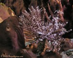 Magnificent Feather Duster
Sabellastarte magnifica