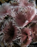 Social Feather Duster
Bispira brunnea