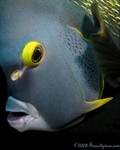 French Angelfish
Pomacanthus paru