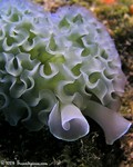 Lettuce Sea Slug
Elysia crispata