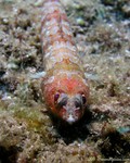 Red Lizardfish
Synodus synodus