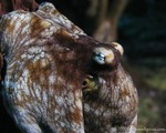 Common Octopus
Octopus vulgaris