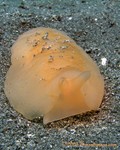 Apricot Sidegill Slug
Berthellina engeli