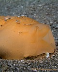 Apricot Sidegill Slug
Berthellina engeli