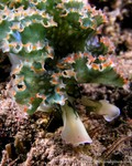 Lettuc Sea Slug
Elysia crispata