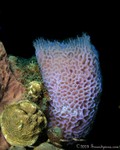 Azure Vase Sponge
Callyspongia plicifera