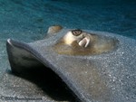 Southern Stingray
Dasyatis americana