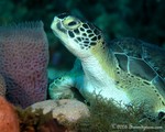 Green Turtle
Chelonia mydas