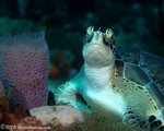 Green Turtle
Chelonia mydas