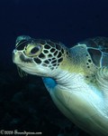 Green Turtle
Chelonia myda