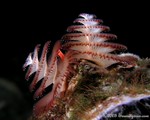 Christmas Tree Worm
Spirobranchus giganteus