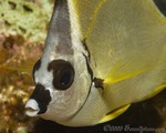 Barberfish