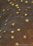 Sea Cucumber closeup