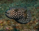 Guinea Fowl Puffer