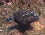 Guinea Fowl Puffer, adolescent