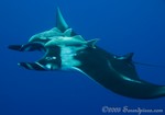 Giant Manta