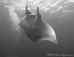Giant Manta gets into
position to take a bubble bath