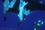 Giant Manta and Eric