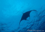 Giant Manta