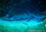 White Tip Reef Sharks