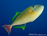 Redtail Triggerfish