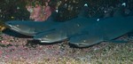 Larry, Curly, & Moe
Sleeping White Tip Reef Sharks